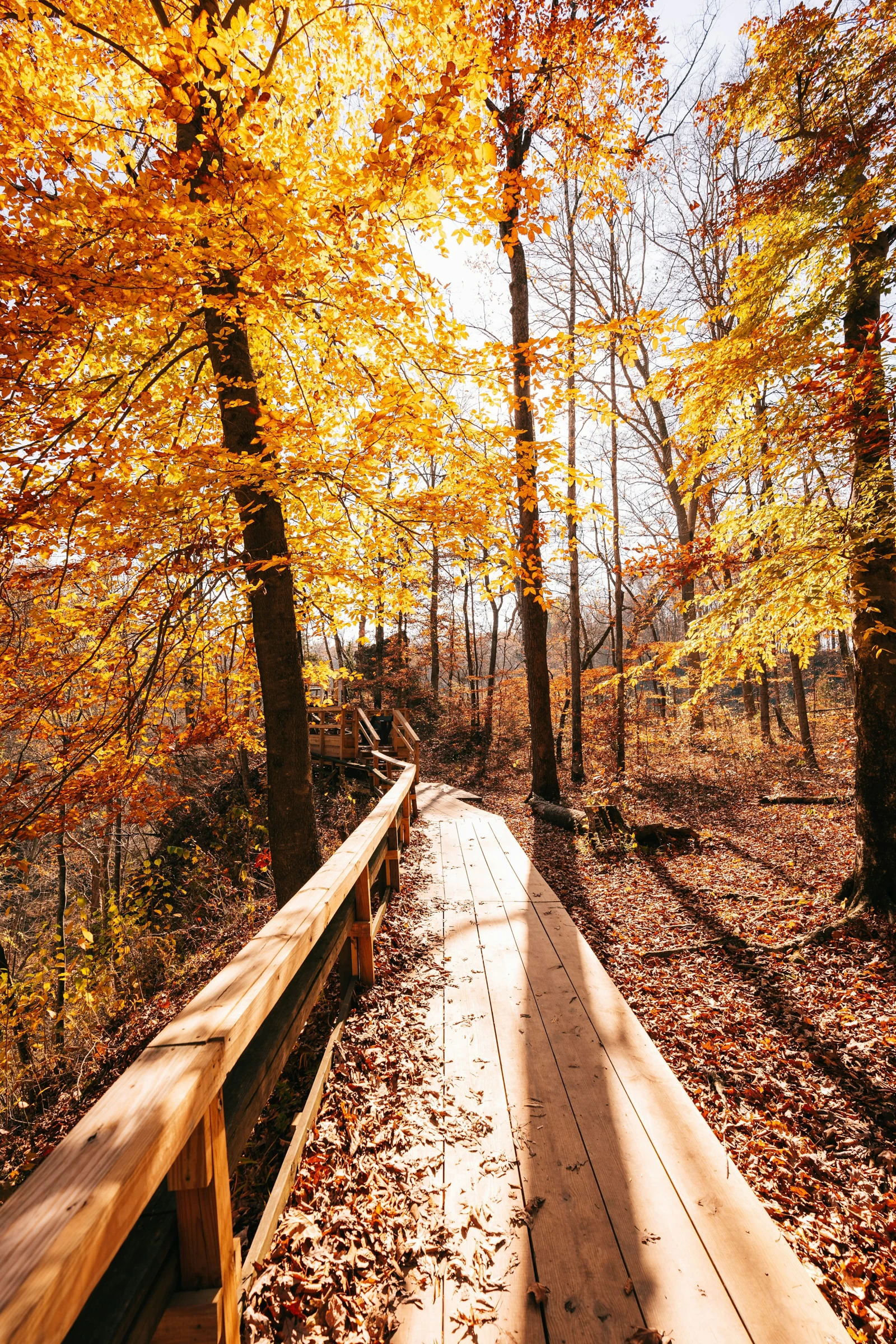 Autumn woodland path in Clifty Falls State Park.