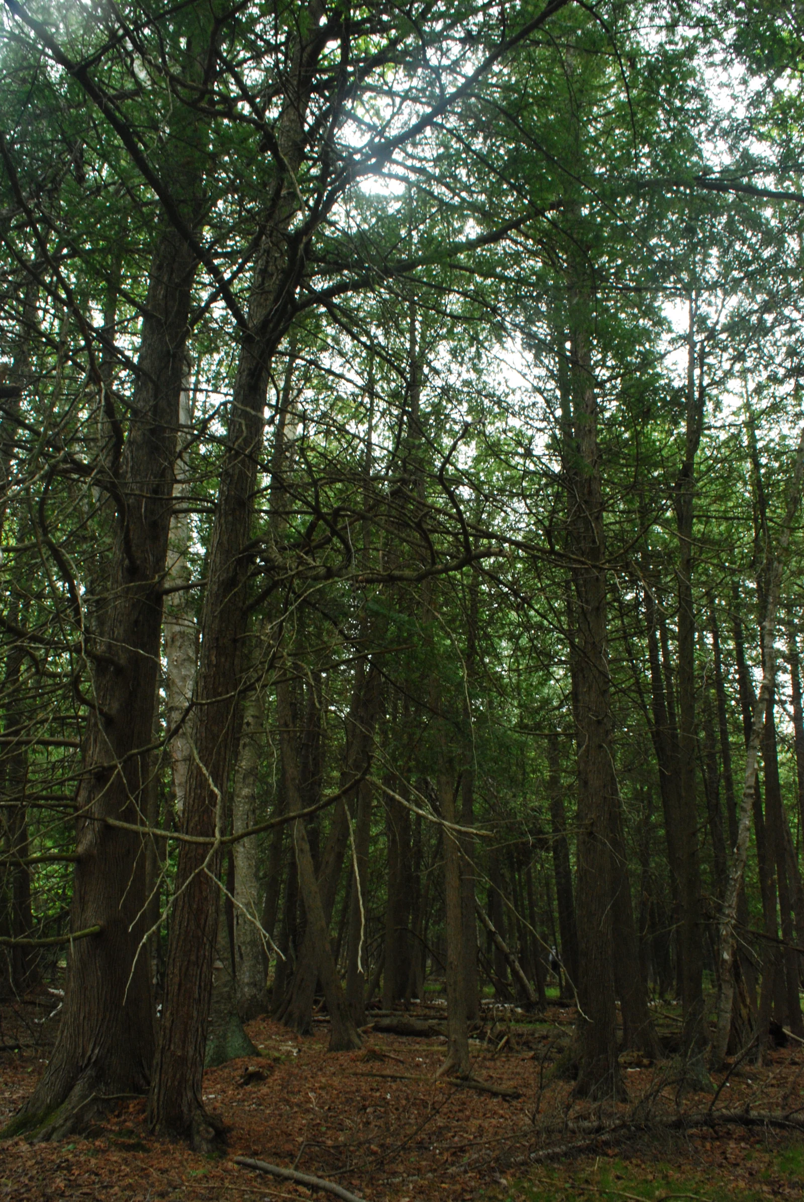 White cedar forest in Peninsula State Park, Door County, Wisconsin.
